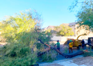 Tree Cutting and Removal In Las Vegas