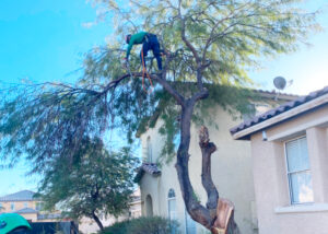 Tree Trimming in Las Vegas